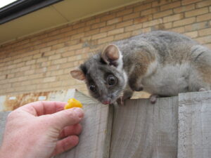 Ringtail possum being cute and cautious