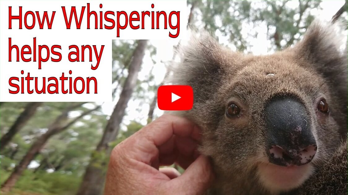 How whispering animals helps any situation with rapport and peak performance states for best outcomes. This wild Koala demonstrates receptiveness and they are usually antisocial animals.