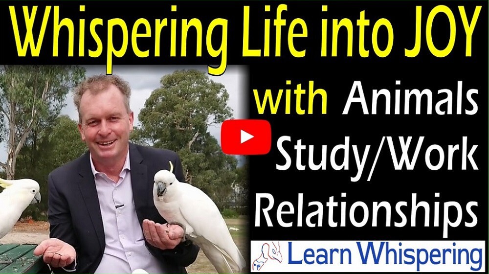 Learn Whispering for Joy in all life as it is the same skills with animals as it is your job, academic study as whispering is our core life skills
