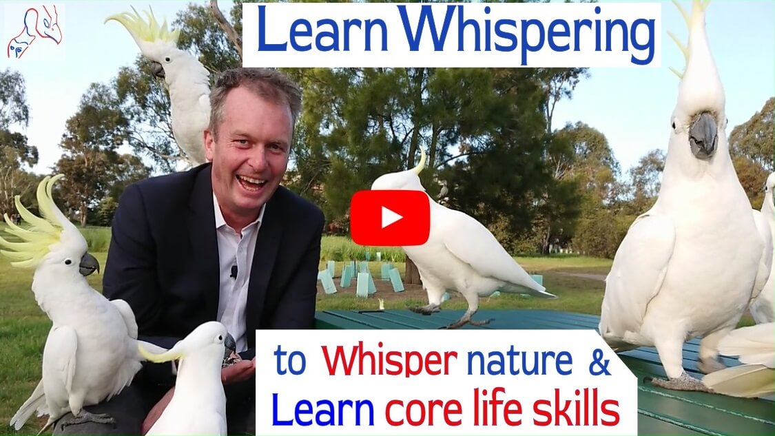 Learn whispering with nature generating joy and developing core life skills like emotional intelligence (EQ), academic life coaching for better grades (etc). The skills for life the fun way!