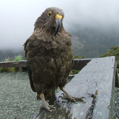 New Zealand's Kea a right character. Learn Whispering to enjoy nature and communicate with it's animals