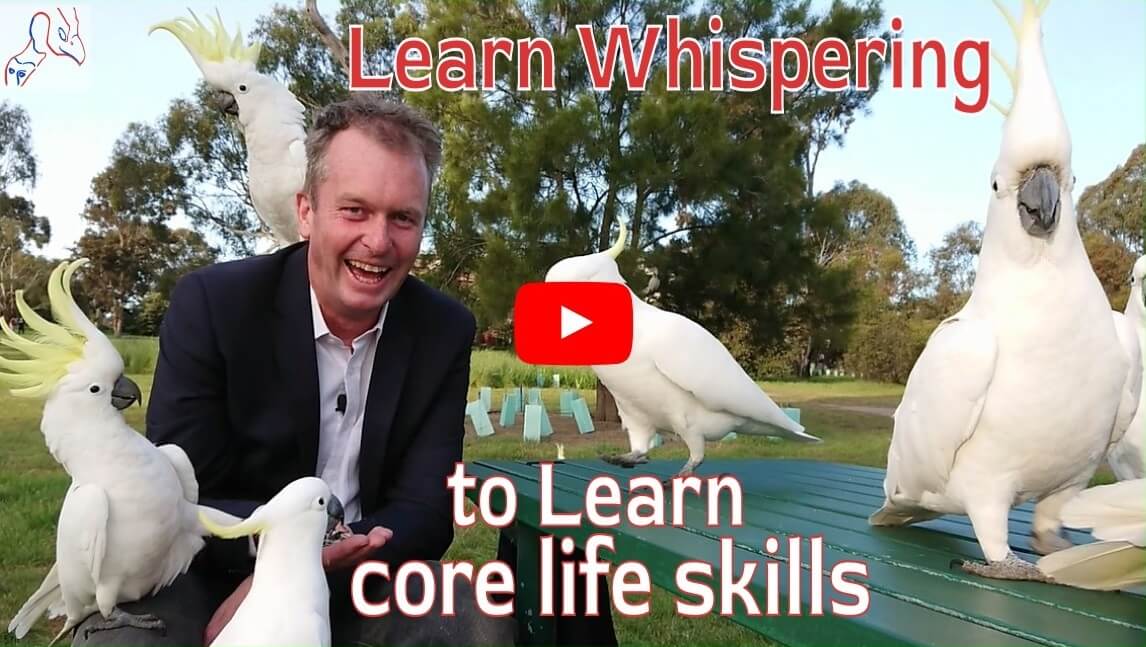 learn whispering with nature for mastering joy and success in all areas of life